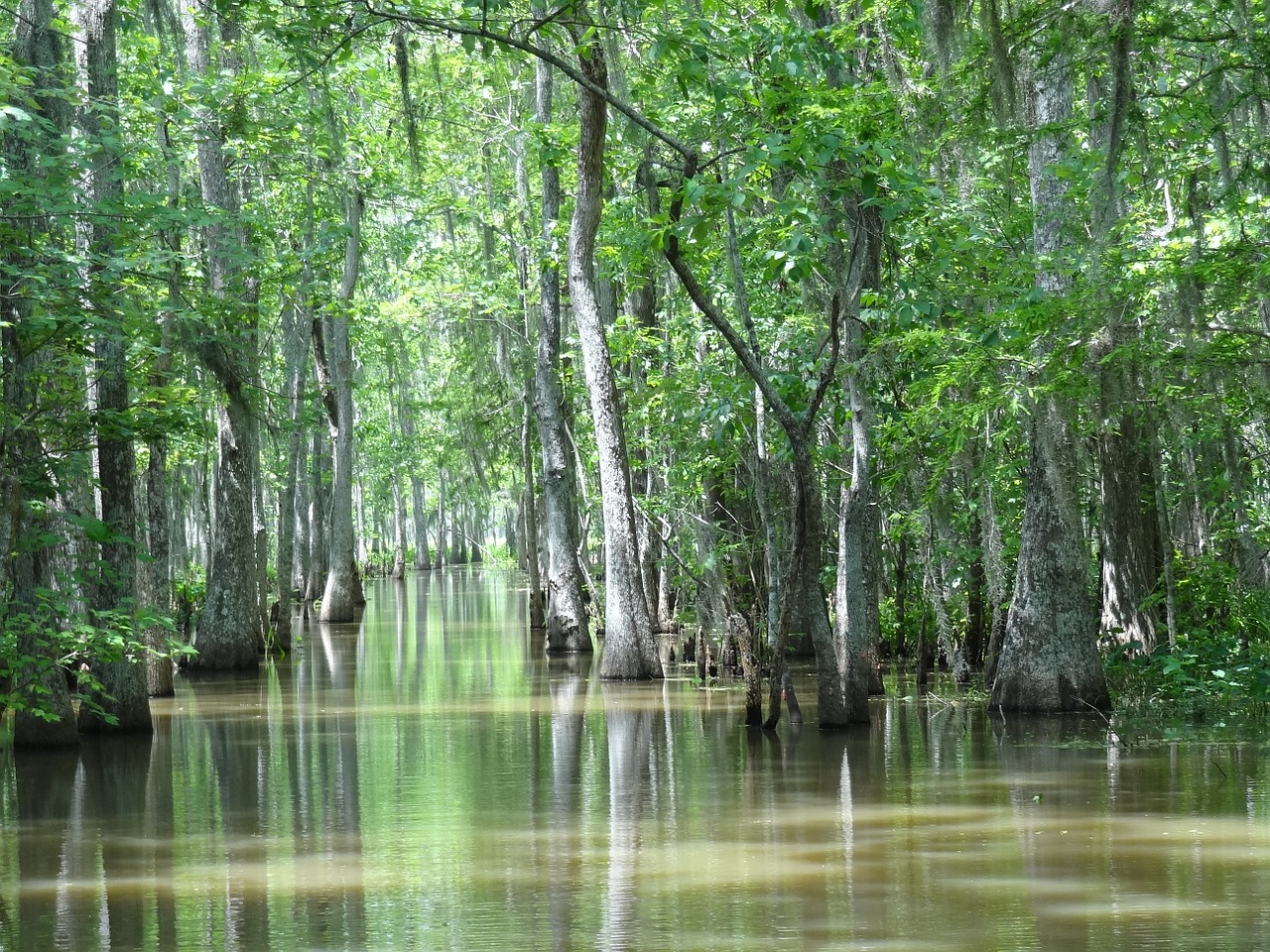 louisiana, swamp, houma-988654.jpg