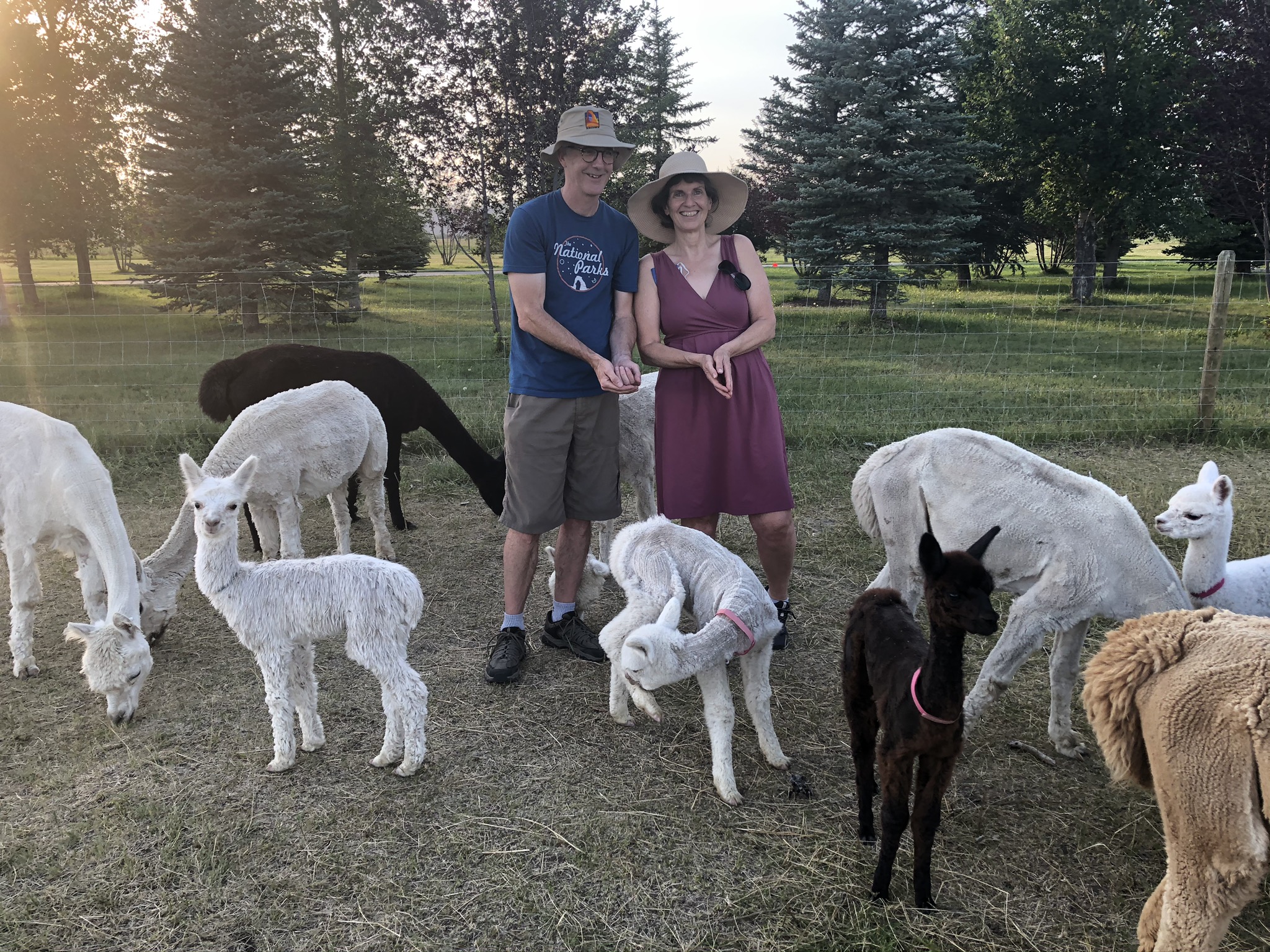 Alpaca Farm in MT